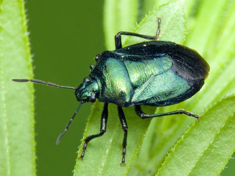 Zicrona caerulea (Linnaeus, 1758)